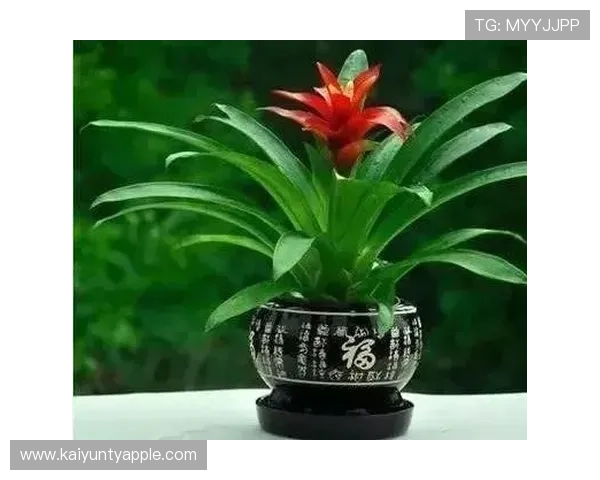 掌握开运真人苹果版最新版本，享受丰富的运势分析和个性化的幸运建议，助你事事顺心